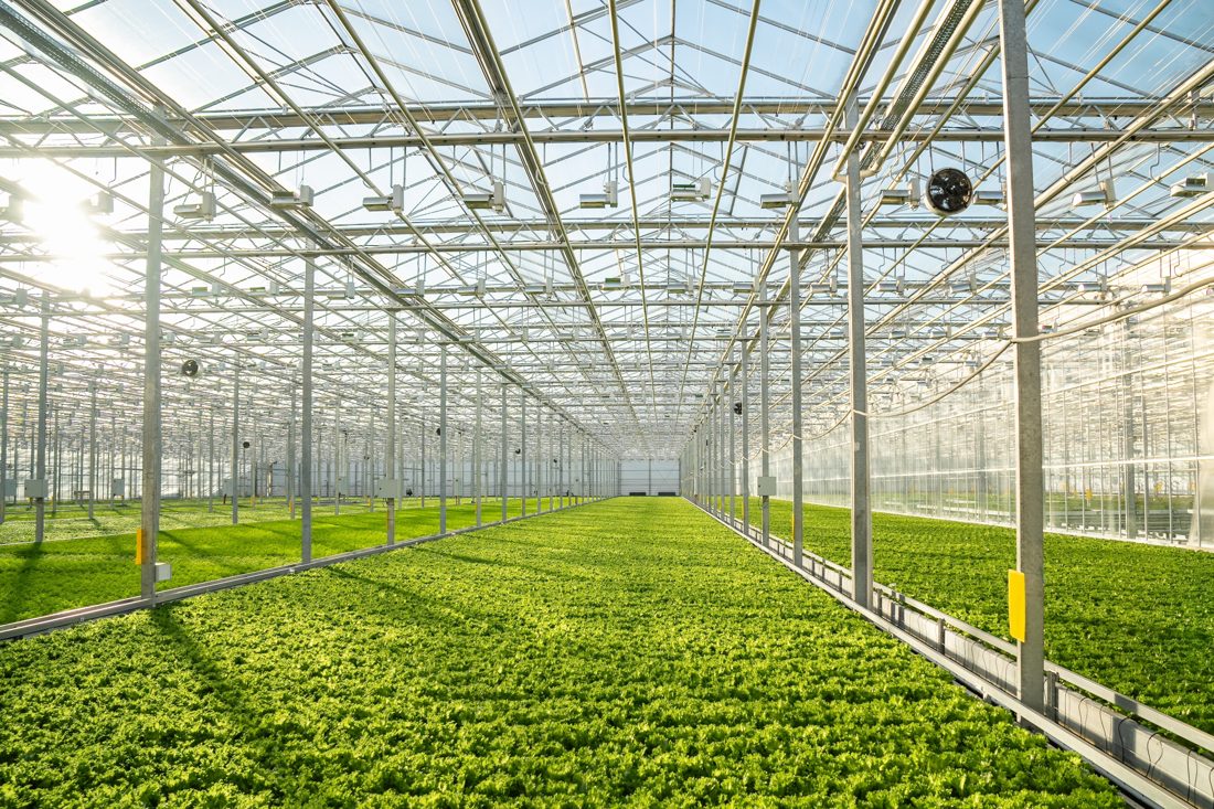 Greenhouse growing operation with rows of leafy crops